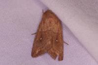 Mythimna albipuncta