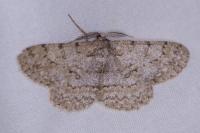 Hypomecis punctinalis