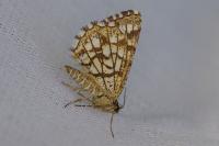 Chiasmia clathrata