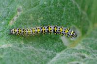 Cucullia verbasci