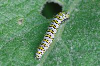 Cucullia verbasci