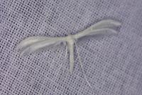 Pterophorus pentadactylus