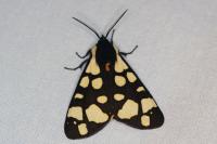 Arctia villica