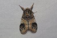 Notodonta tritophus