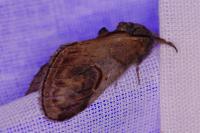 Notodonta ziczac
