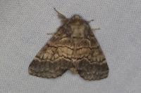 Gluphisia crenata