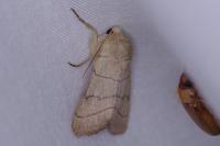 Charanyca trigrammica
