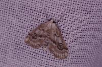 Parapoynx stratiotata