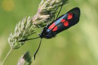 Zygaena trifolii