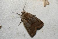 Agrotis cinerea