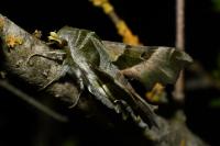 Proserpinus proserpina