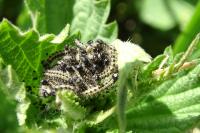 Aglais urticae