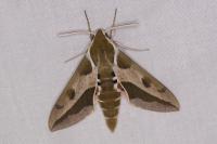 Hyles euphorbiae