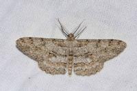 Hypomecis punctinalis