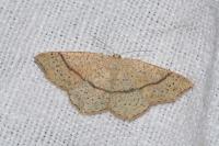 Cyclophora punctaria