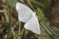 Cabera pusaria