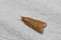 Helcystogramma rufescens