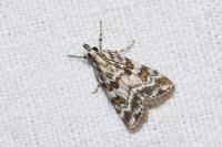 Scoparia pyralella