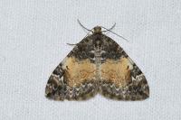 Dysstroma truncata