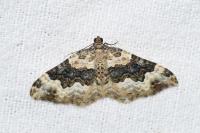 Epirrhoe galiata