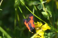 Zygaena trifolii