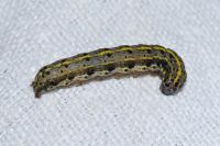 Orthosia miniosa