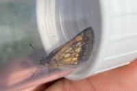 Carterocephalus palaemon