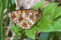 Boloria selene
