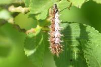 Polygonia c-album