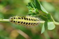 Zygaena