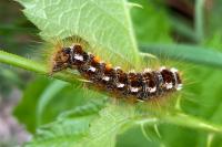 Euproctis chrysorrhoea