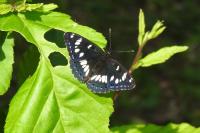 Limenitis reducta