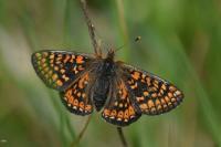 Euphydryas aurinia