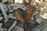 Araschnia levana