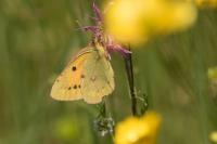 Colias crocea