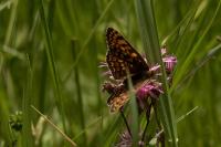 Melitaea phoebe