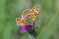 Melitaea phoebe