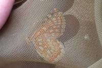 Euphydryas aurinia