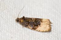 Hedya ochroleucana