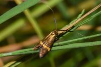 Nemophora degeerella
