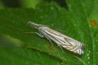 Crambus lathoniellus