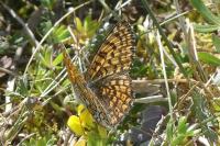 Melitaea cinxia