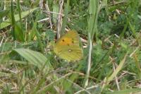 Colias crocea