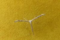 Emmelina monodactyla