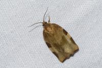 Choristoneura hebenstreitella