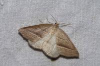 Petrophora chlorosata