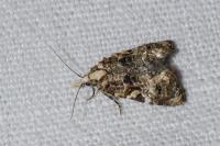 Phtheochroa rugosana