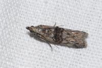 Nephopterix angustella