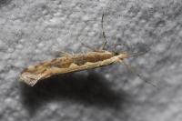 Plutella xylostella