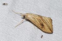 Evergestis forficalis